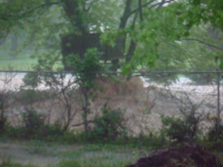 creek hitting tree